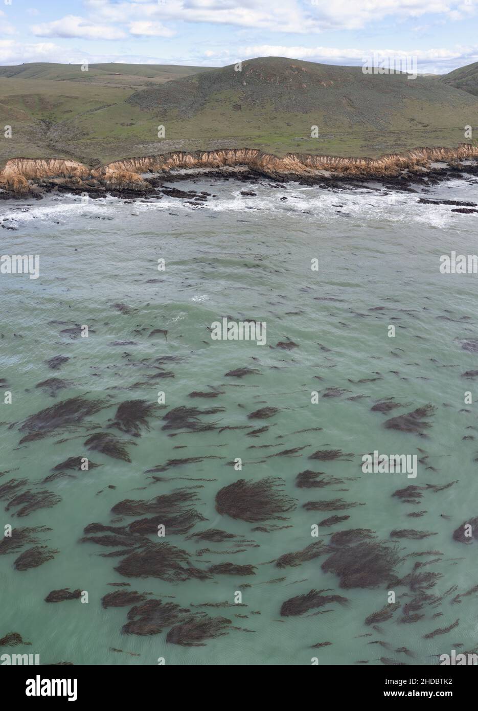 Les forêts de varech se développent dans les eaux tempérées riches en éléments nutritifs de l'océan Pacifique, près de la magnifique côte rocheuse de la Californie. Banque D'Images