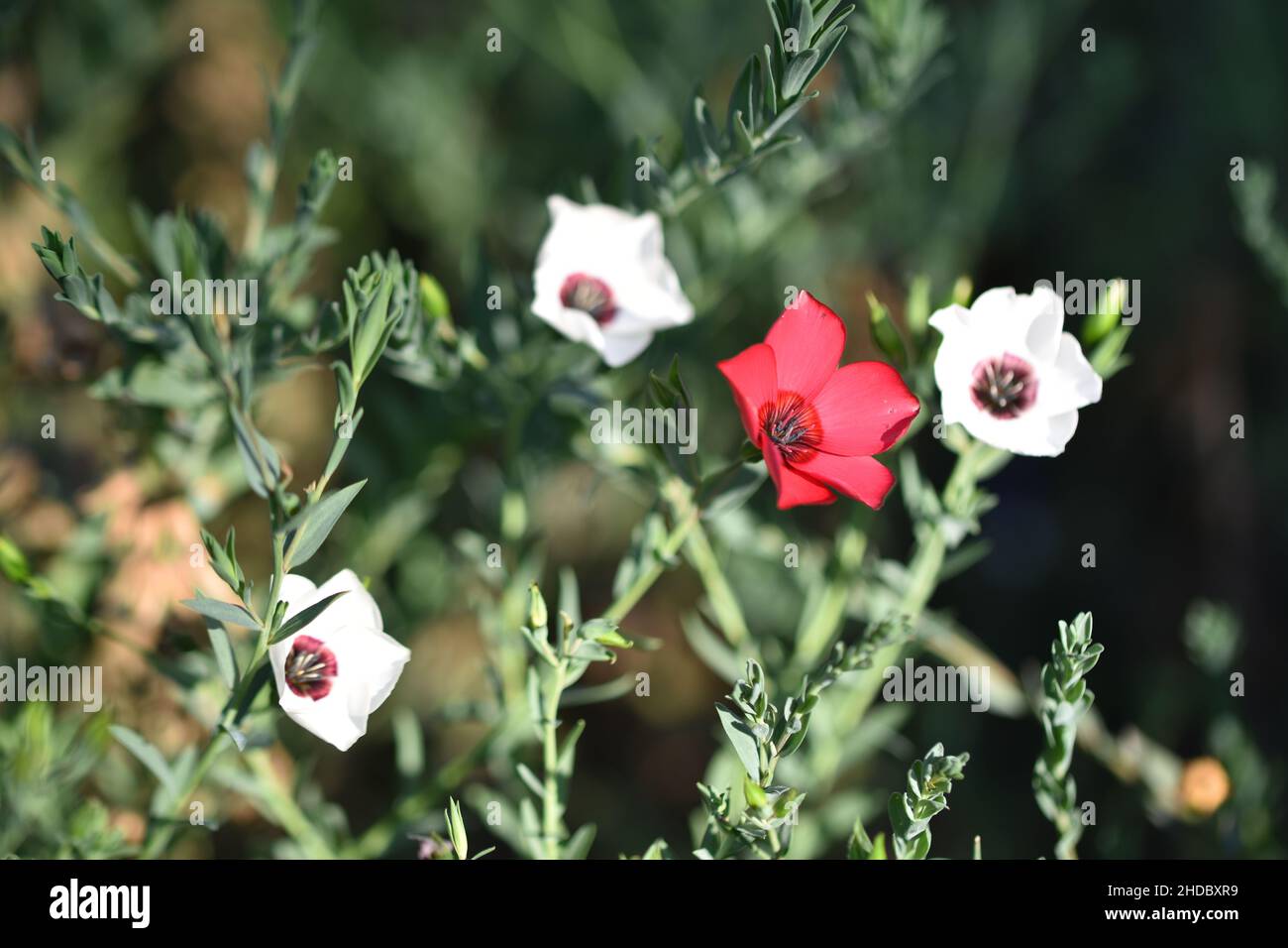 Fleur de lin blanc et rouge dans un jardin Banque D'Images