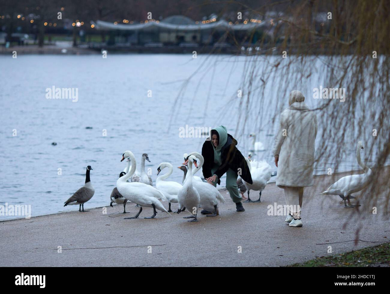 Les gens jouent avec des cygnes à Hyde Park le jour de Noël à Londres. Banque D'Images