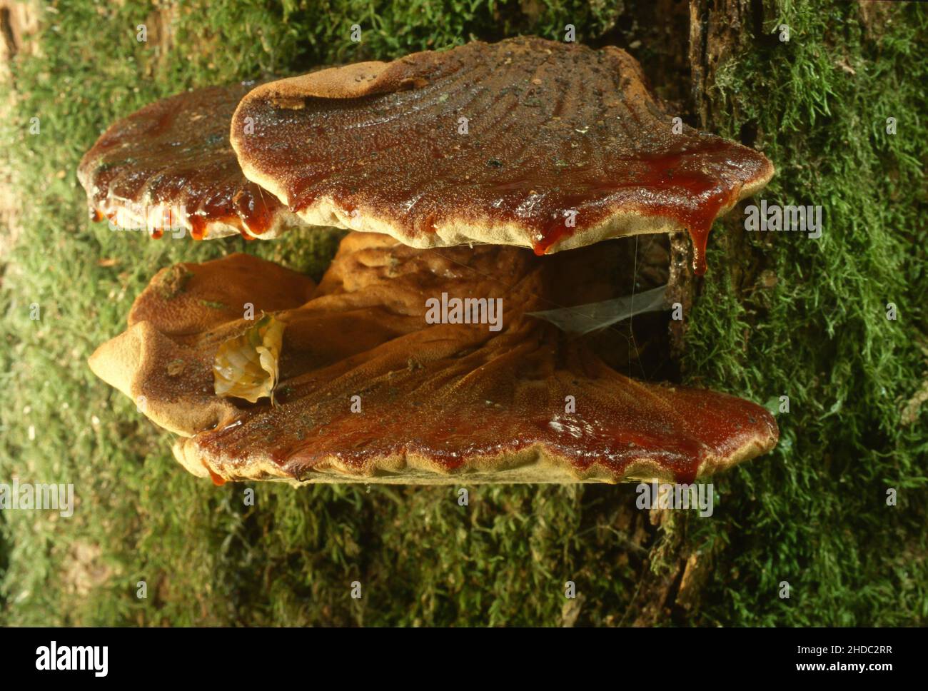 Champignon de langue de boeuf Banque de photographies et d’images à — free download