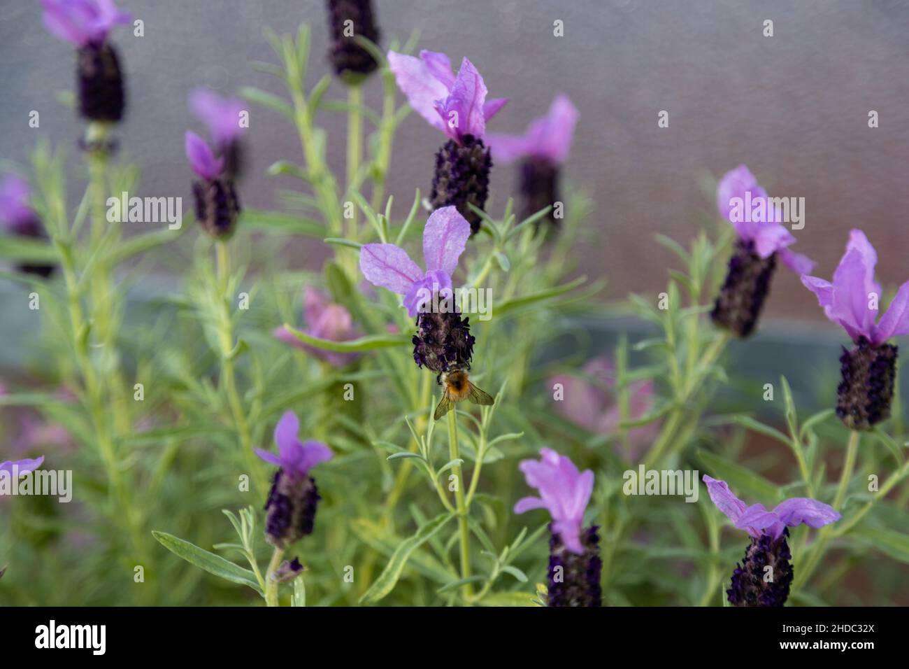 Une abeille recherche du pollen sur une lavande à crête lilas, Lavandula stoechas. Banque D'Images