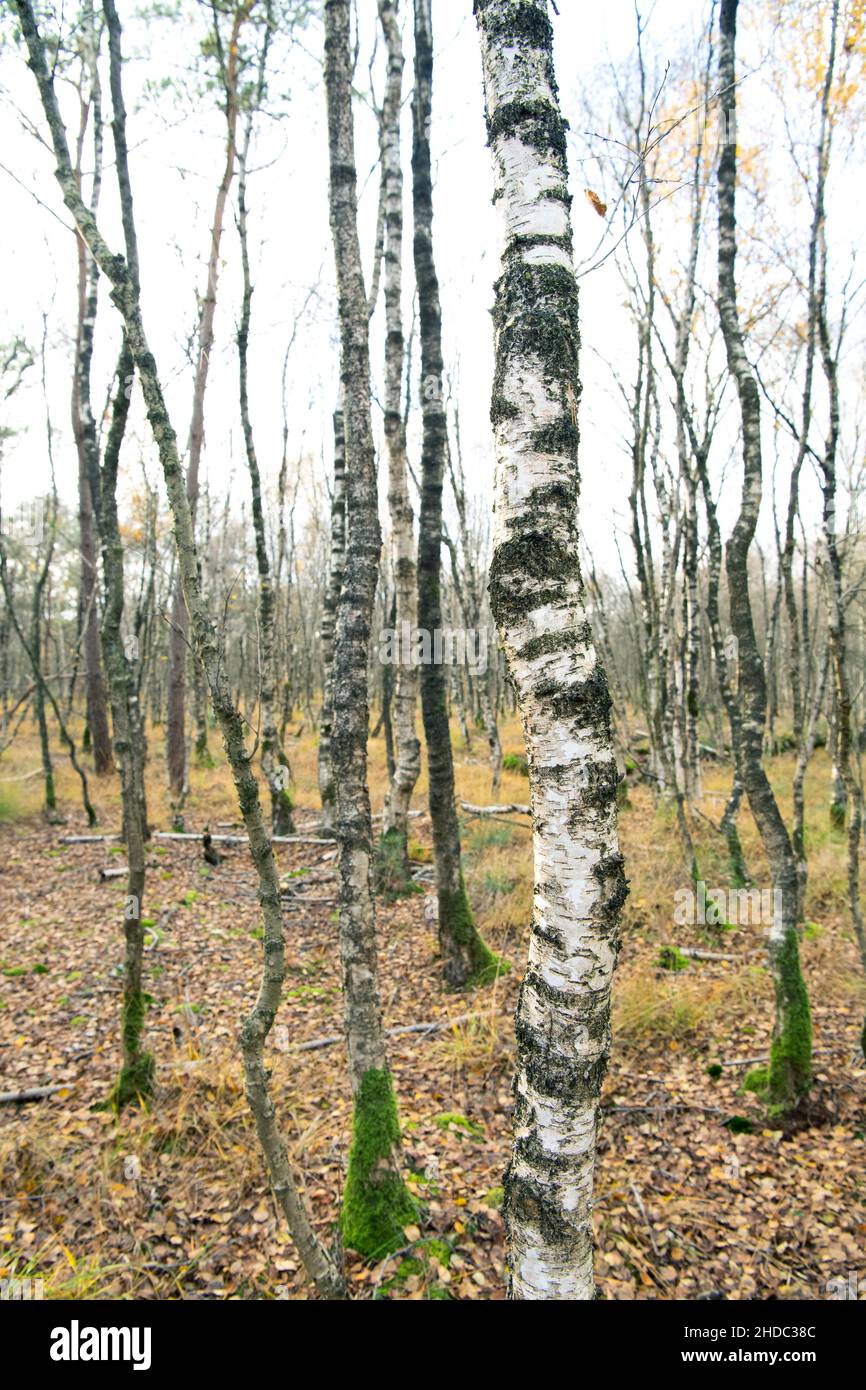 Birch carr, au bord de la lande comme zone tampon du paysage culturel agricole des environs, Molberger dose, Basse-Saxe Banque D'Images