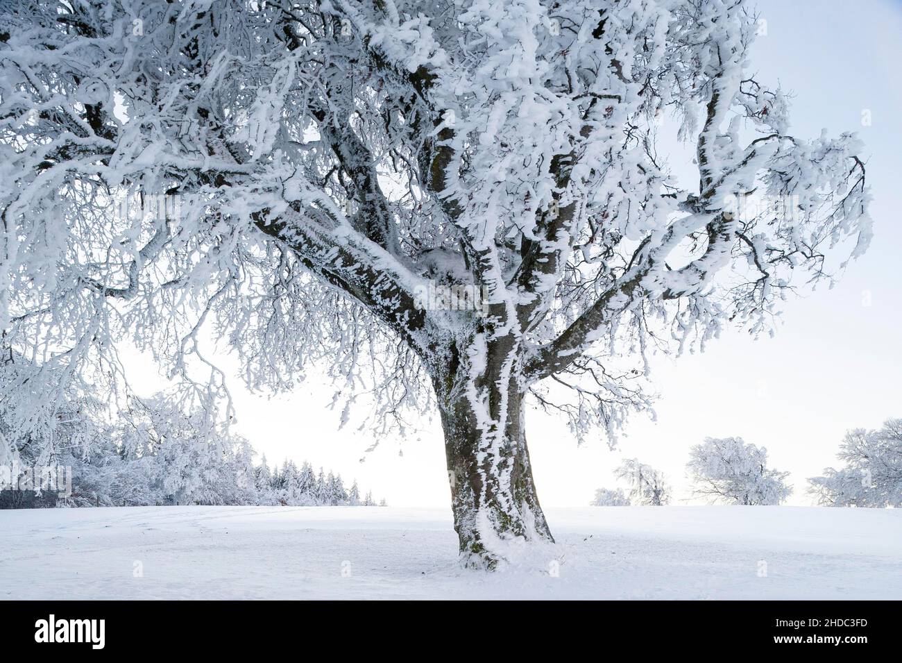 Hêtre à vent recouvert de neige, hêtre (Fagus), sur le Schauinsland près de Fribourg im Breisgau, Forêt Noire, Bade-Wurtemberg, Allemagne Banque D'Images