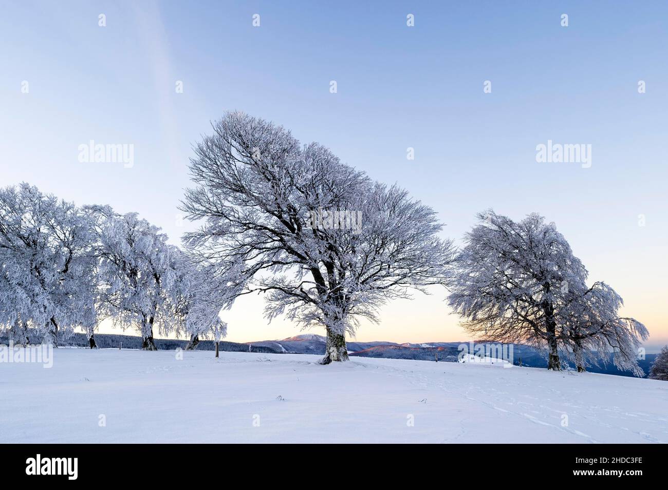 Hêtre à vent recouvert de neige (Fagus), hêtre, dans le Schauinsland près de Fribourg im Breisgau, Forêt Noire, Bade-Wurtemberg, Allemagne Banque D'Images