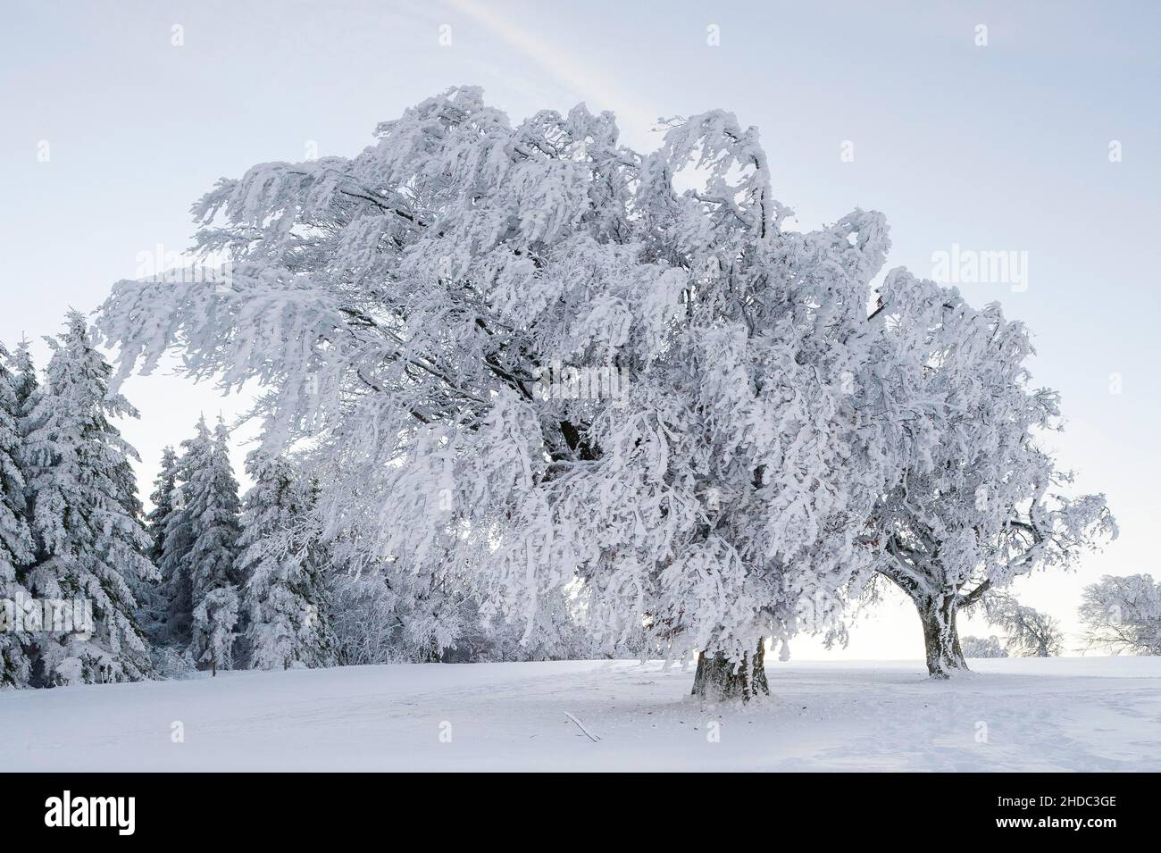 Hêtre à vent recouvert de neige (Fagus), hêtre, dans le Schauinsland près de Fribourg im Breisgau, Forêt Noire, Bade-Wurtemberg, Allemagne Banque D'Images