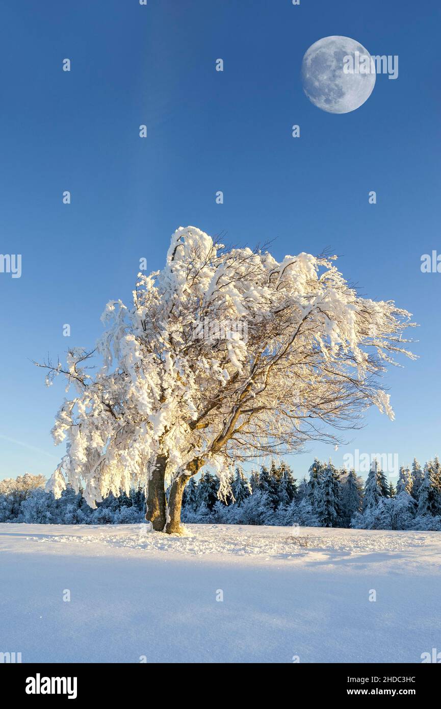 Hêtre à vent recouvert de neige, hêtre (Fagus), lune, sur le Schauinsland près de Fribourg im Breisgau, Forêt Noire, Bade-Wurtemberg, Allemagne Banque D'Images