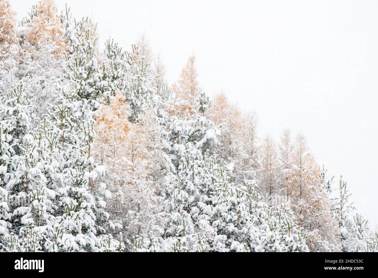 Forêt enneigée à la fin de l'automne, avec mélèze européen (Larix decidua) et pin sylvestre (Pinus sylvestris) ou pin sylvestre, Terfens, Tyrol, Aust Banque D'Images