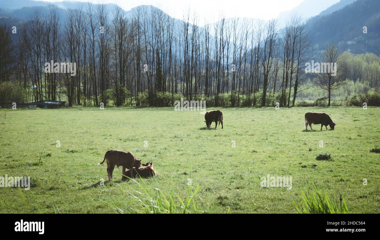 Pâturage des vaches dans le pays italien.La région est la Garfagnana, connue pour la faune, la nature et la bonne nourriture. Banque D'Images