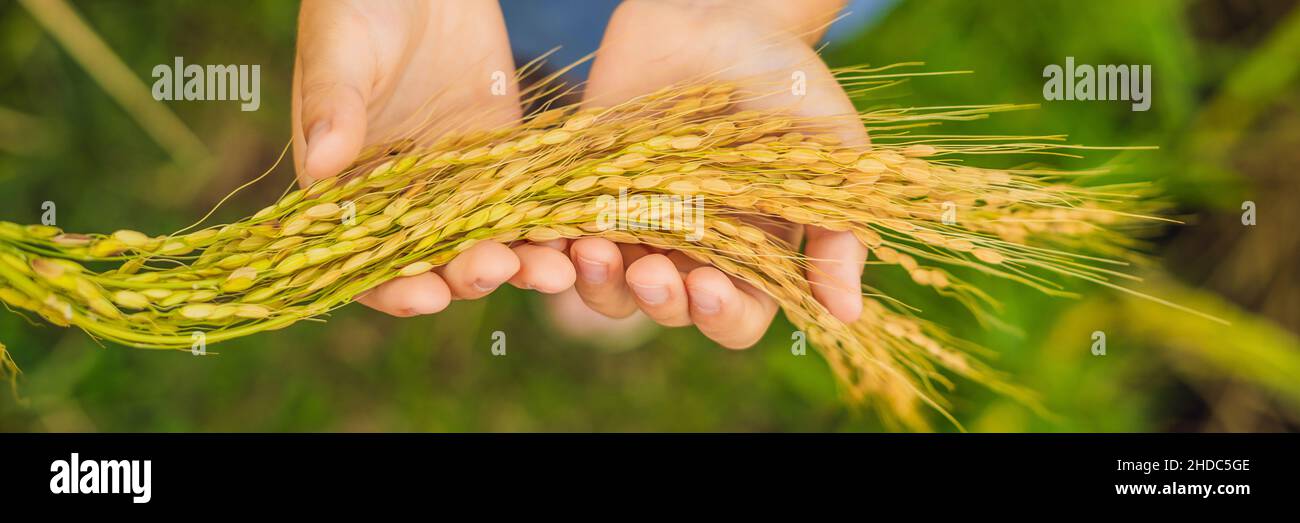 Épis de riz mûrs dans la main d'un enfant.Produits de riz concept ...