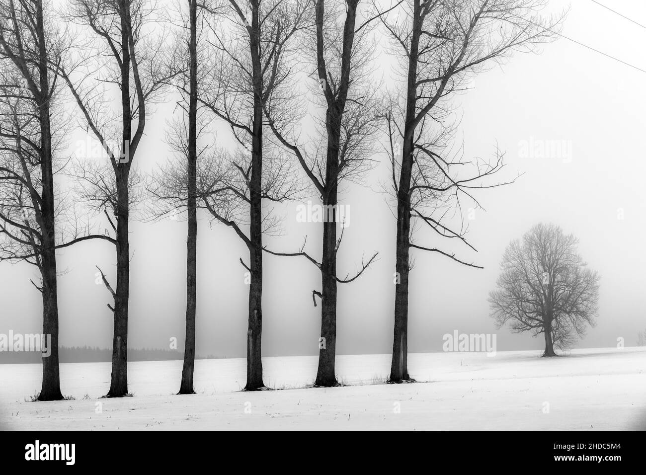 Arbres dans le brouillard en paysage d'hiver, Oberguenzburg, Ostallgaeu, Bavière, Allemagne Banque D'Images