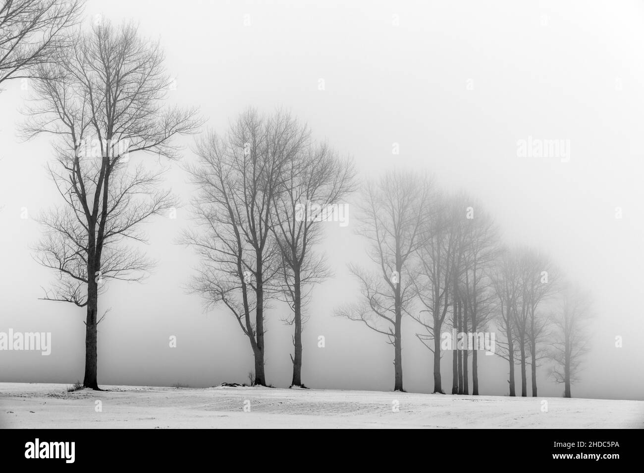 Arbres dans le brouillard en paysage d'hiver, Oberguenzburg, Ostallgaeu, Bavière, Allemagne Banque D'Images