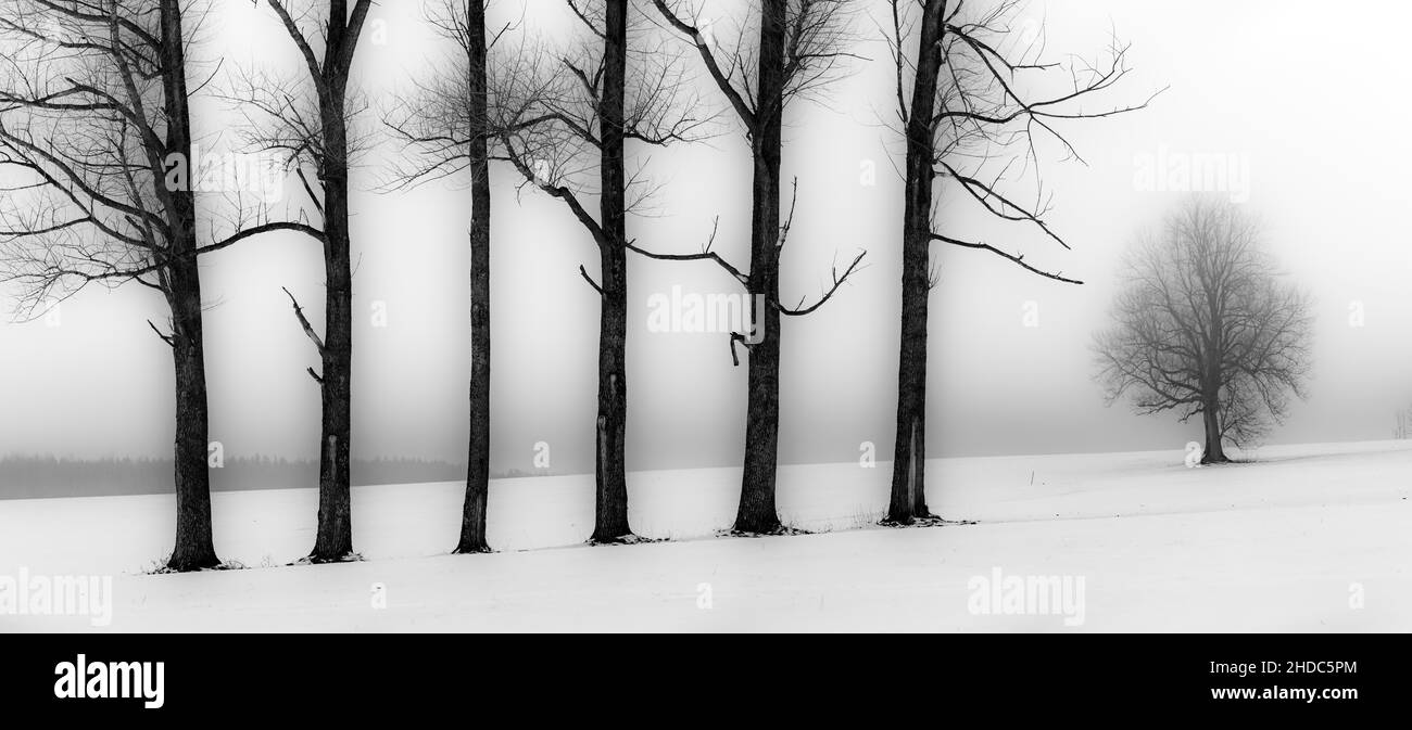 Arbres dans le brouillard en paysage d'hiver, Oberguenzburg, Ostallgaeu, Bavière, Allemagne Banque D'Images