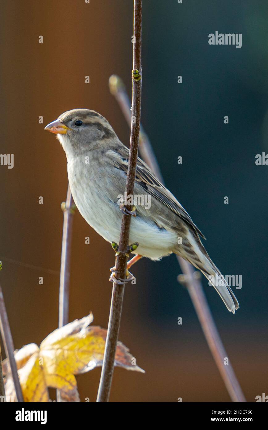 Belle vue d'un petit oiseau mignon sur une petite branche Banque D'Images