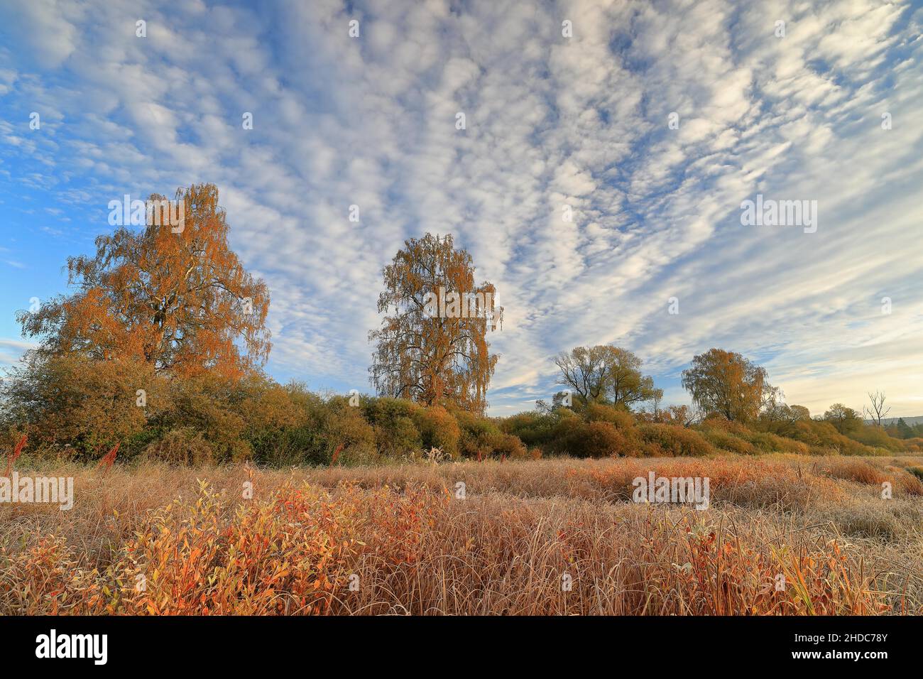 Birches (Betula) à Unterhoelzer Weiher, famille de la queue de chat (Typhaceae), Birch, famille de la bouleau (Betulaceae), Pond,Geisingen, Parc naturel du Haut-Danube Banque D'Images