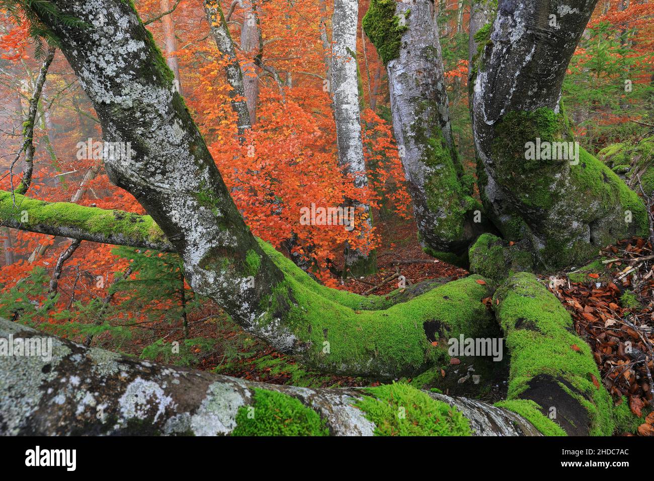 Hêtre (Fagus) (Fagaceae) en forêt d'automne, mousse sur tronc de hêtre, forêt mixte, Inzigkofen, Parc naturel du Haut-Danube, Bade-Wurtemberg, Allemagne Banque D'Images