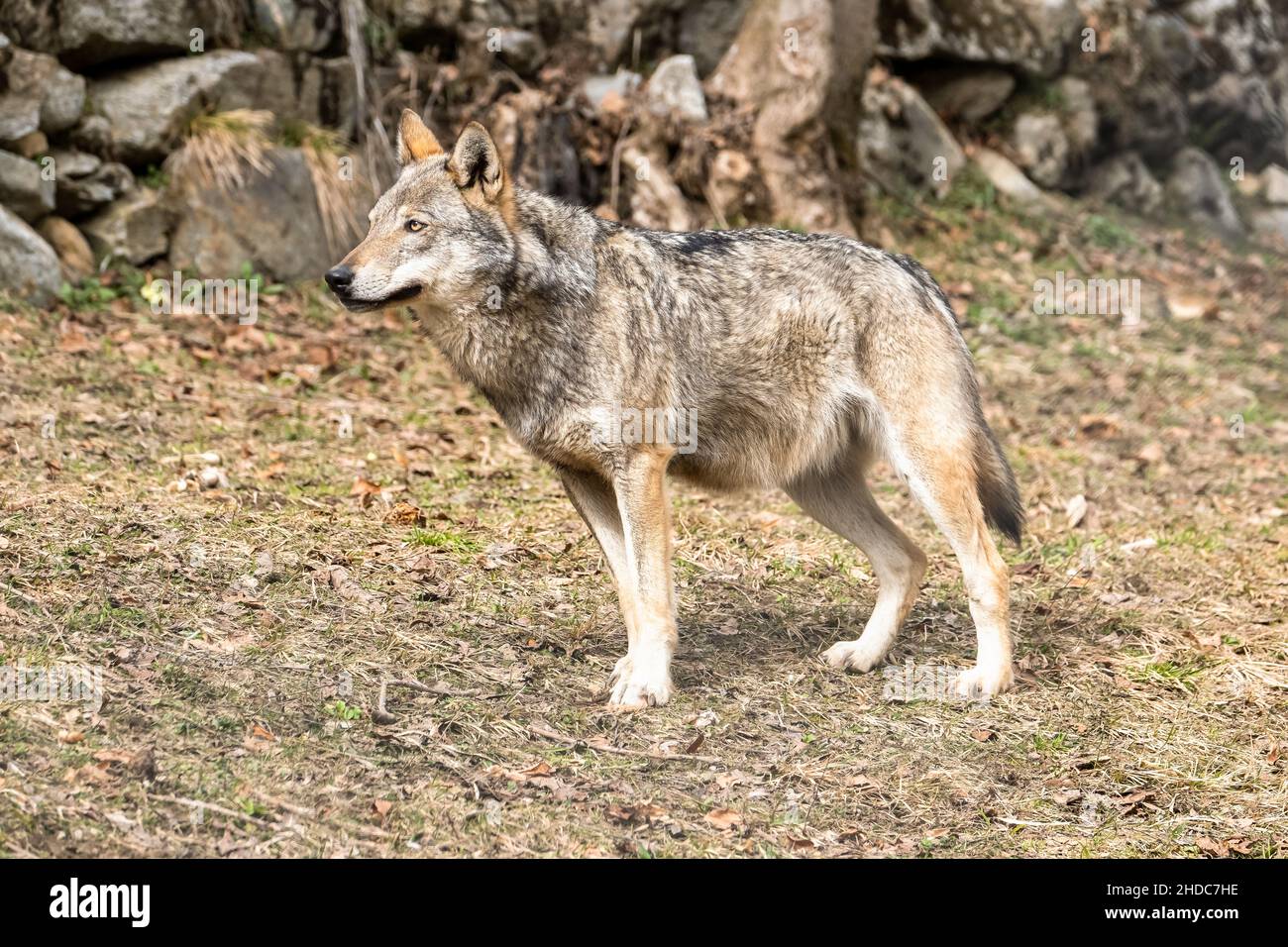 Loup italien (canis lupus italicus) dans le centre de la faune 'Uomini e lupi' de l'Entracque, Parc des Alpes Maritimes (Piémont, Italie). Banque D'Images