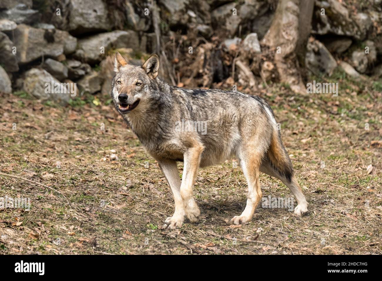 Loup italien (canis lupus italicus) dans le centre de la faune 'Uomini e lupi' de l'Entracque, Parc des Alpes Maritimes (Piémont, Italie). Banque D'Images