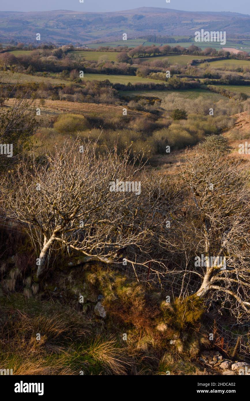 Vue sur la vallée de Dart, en bordure du sud-est de Dartmoor Banque D'Images