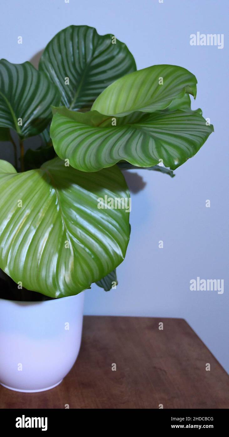 Gros plan de Calathea orbifolia (plante de prière), isolée sur un mur blanc, dans un pot blanc sur une table en bois marron. Banque D'Images