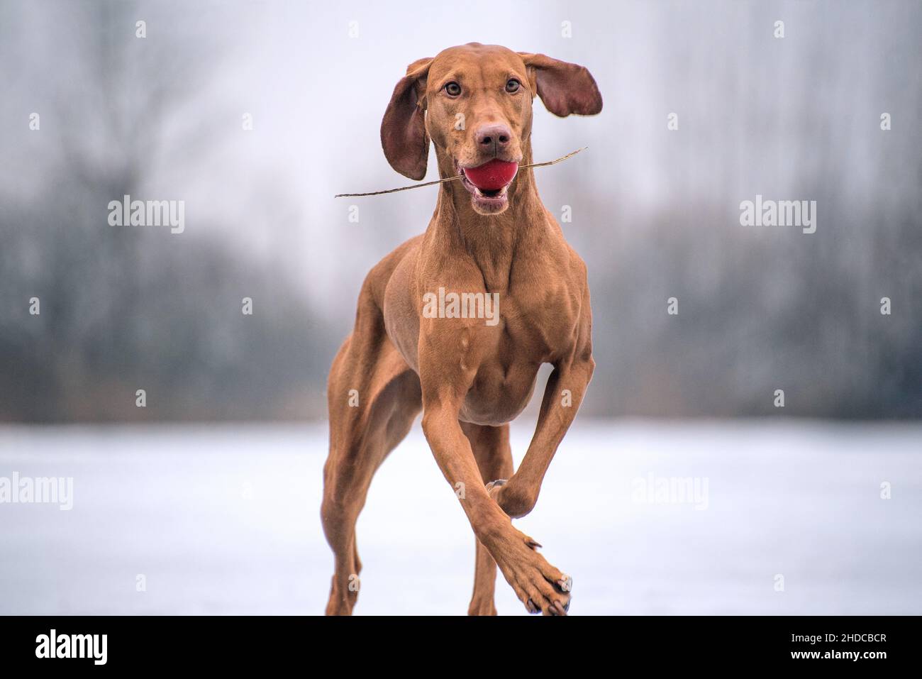 Magyar Vizsla s'étrangler au bord du lac gelé avec une petite boule rouge dans sa bouche.Le chien est bien formé et a un beau manteau brun clair Banque D'Images