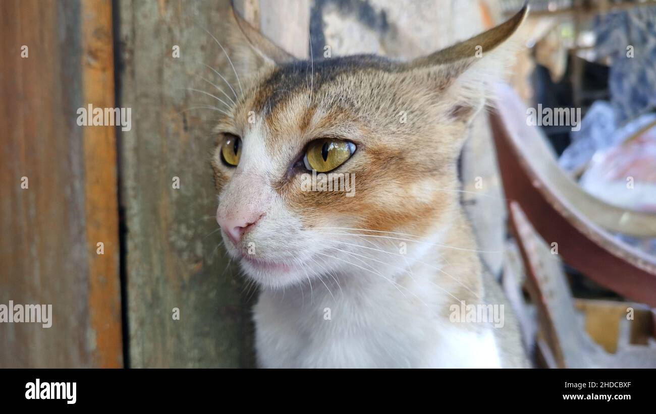Joli visage de chat avec un adorable œil jaune. Banque D'Images