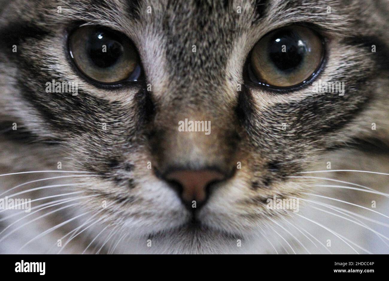 Vue rapprochée de la face du chat.Look chat Banque D'Images