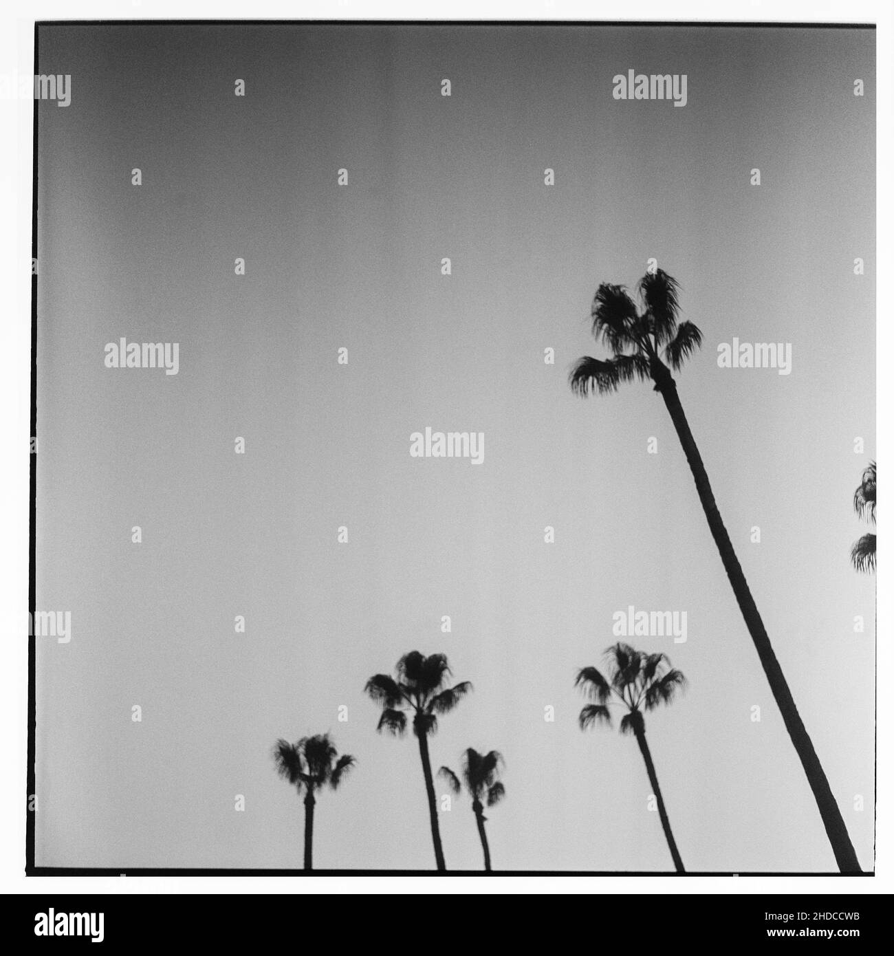 palmiers et le ciel du coucher du soleil Banque D'Images