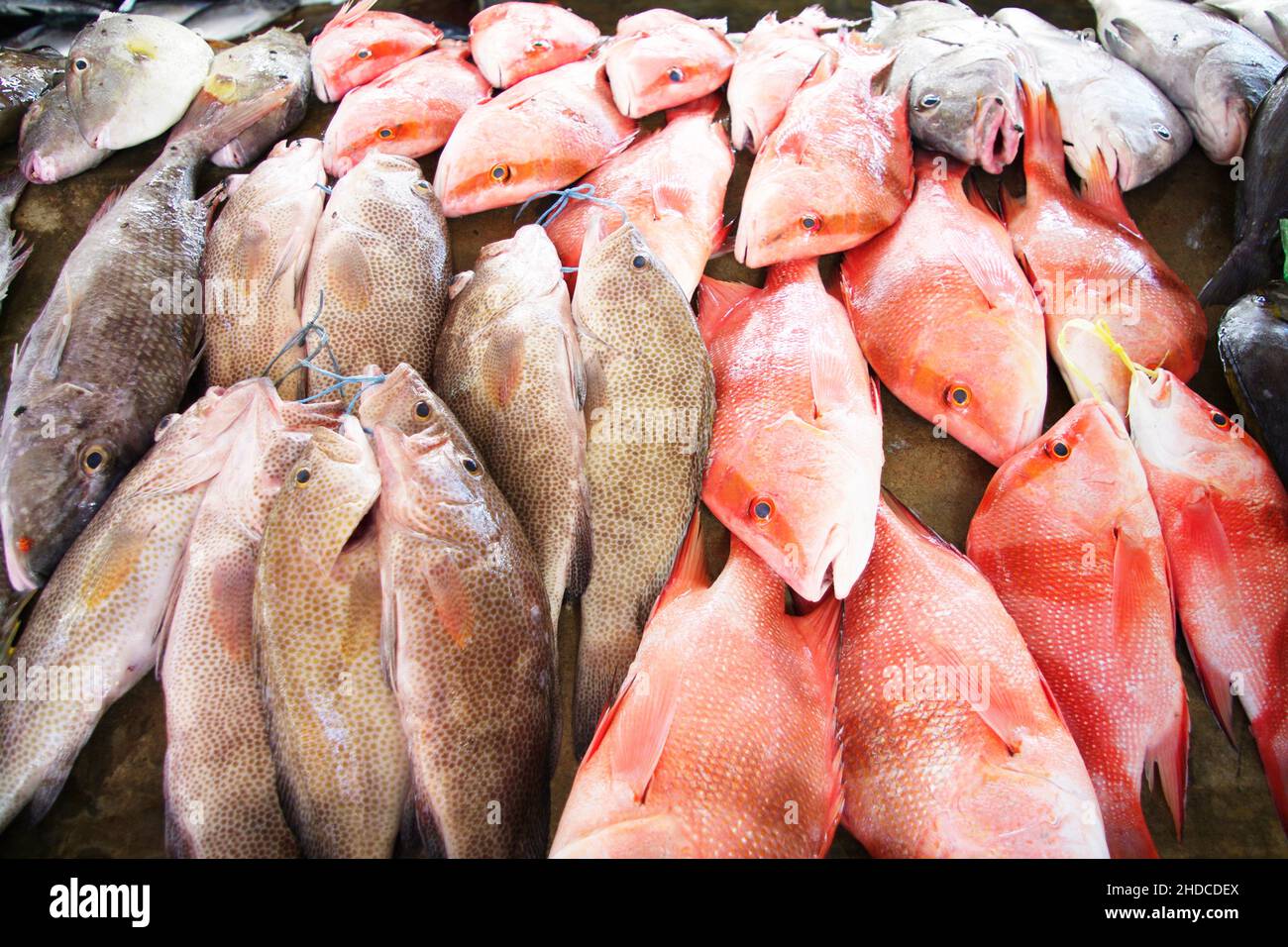 Fischmarkt Sir Selwyn Selwyn-Clarke Market à Victoria mit Red Snapper / Malabar-Schnapper / Roter Schnapper / Lutjanus malabaricus und anderen Fische Banque D'Images