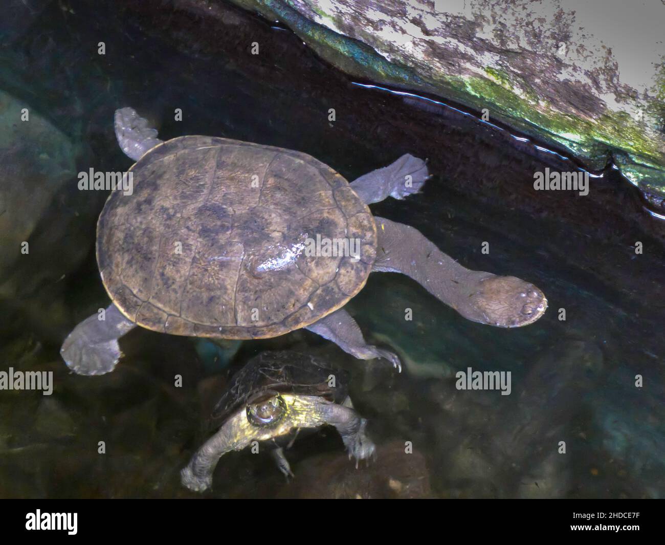 Australische Schlangenhalsschildkröten, Chilodina longicollis / Tortue à col serpent de l'est, Chilodina longicollis Banque D'Images