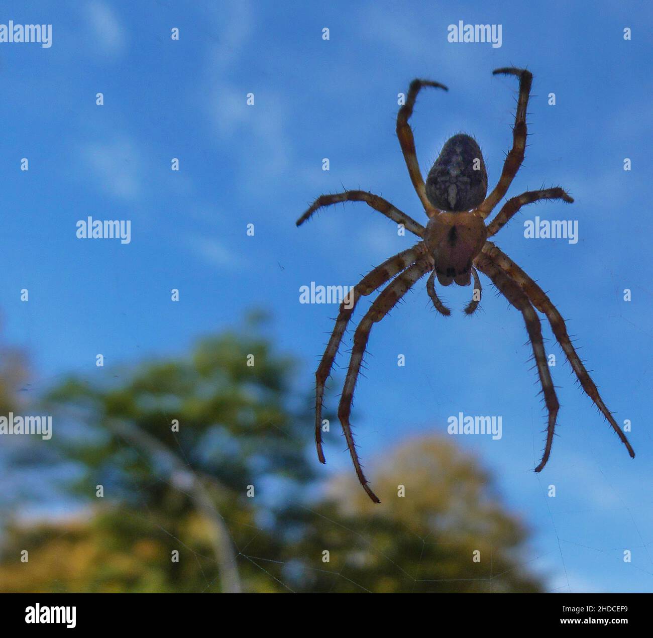 Kreuzspinne, Araneus diadematus / Garden Spider, Araneus diadematus Banque D'Images