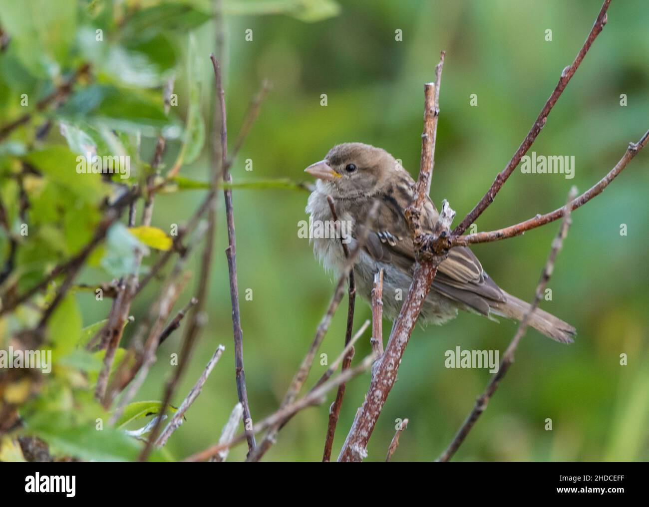 junger Birkenzeisig, Acanthis flammea / jeunes Redpoll commun, Acanthis flammea Banque D'Images