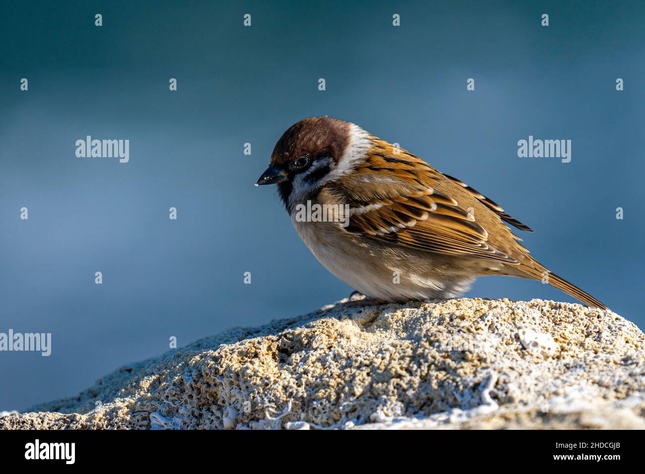 Gros plan d'un beau petit oiseau debout sur une pierre Banque D'Images