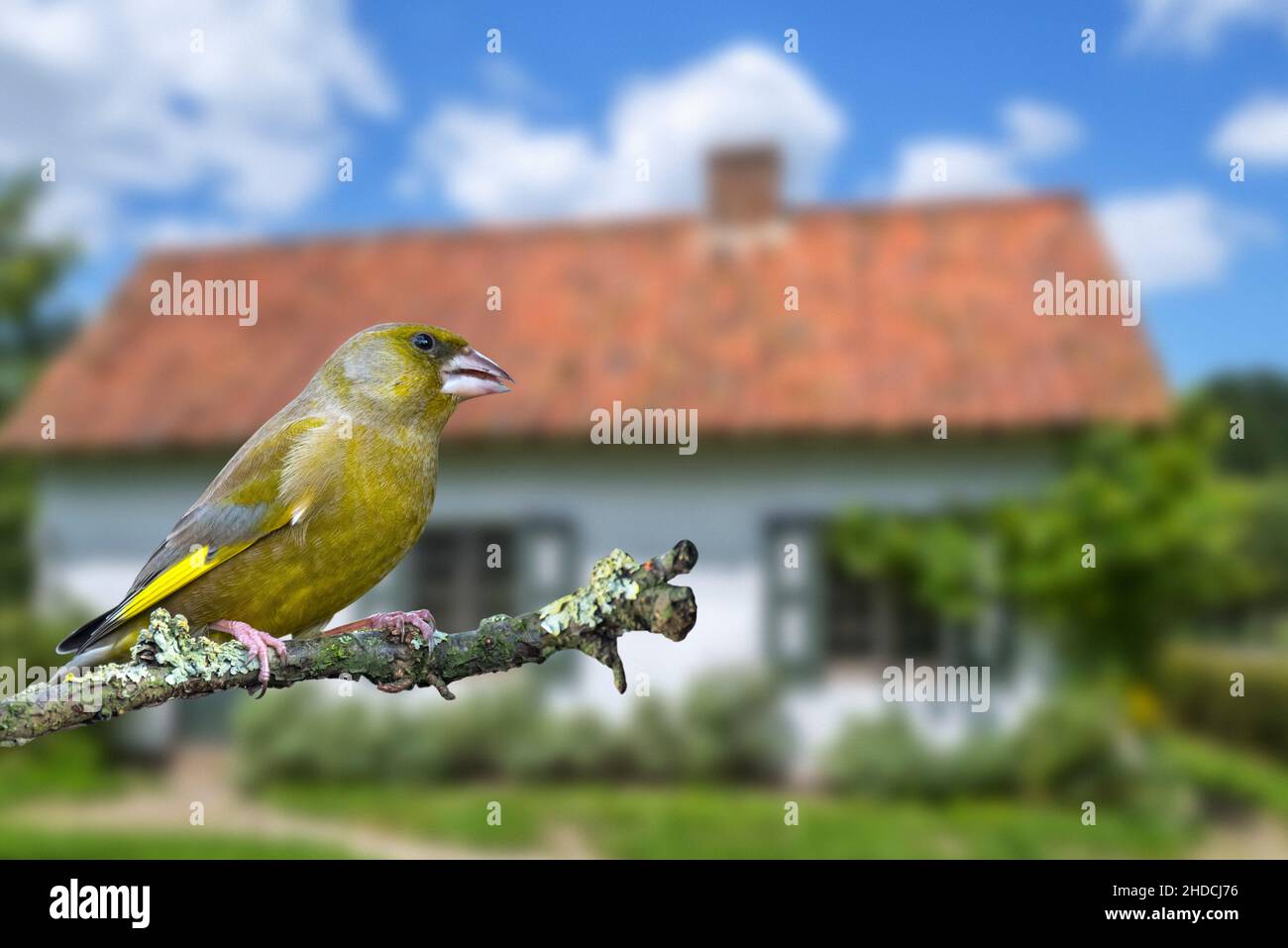 Mâle verdfinch européen (Chloris chloris / Carduelis chloris) perché dans un arbre dans un jardin Banque D'Images