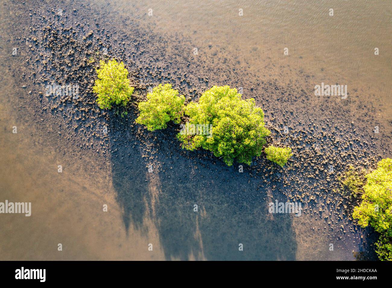 Photo aérienne de nadir de mangroves rouges (rhizophora mangle), Floride Banque D'Images