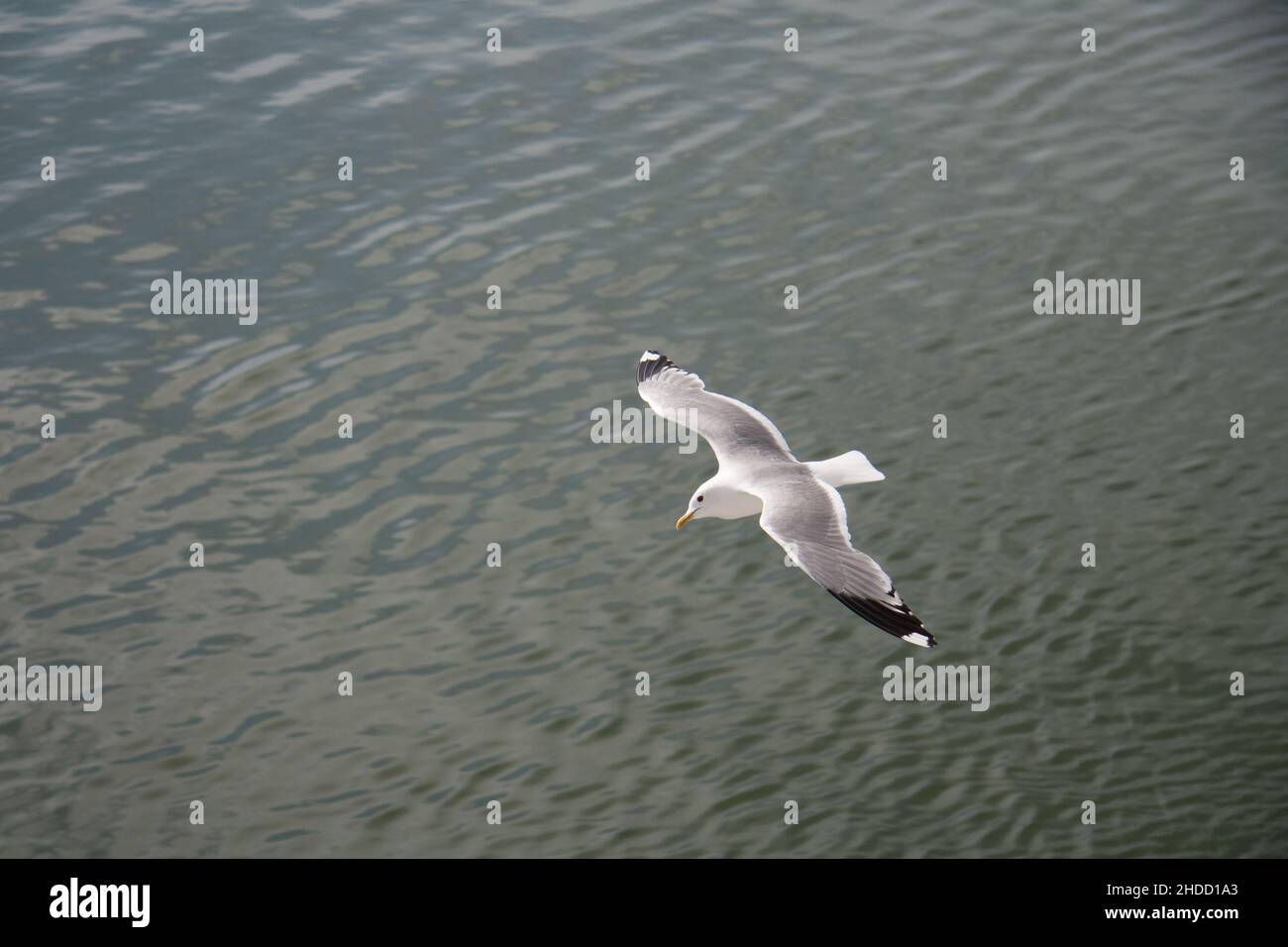 Seagull en vol. De la Cunard Queen Elizabeth vers Stockholm. Banque D'Images