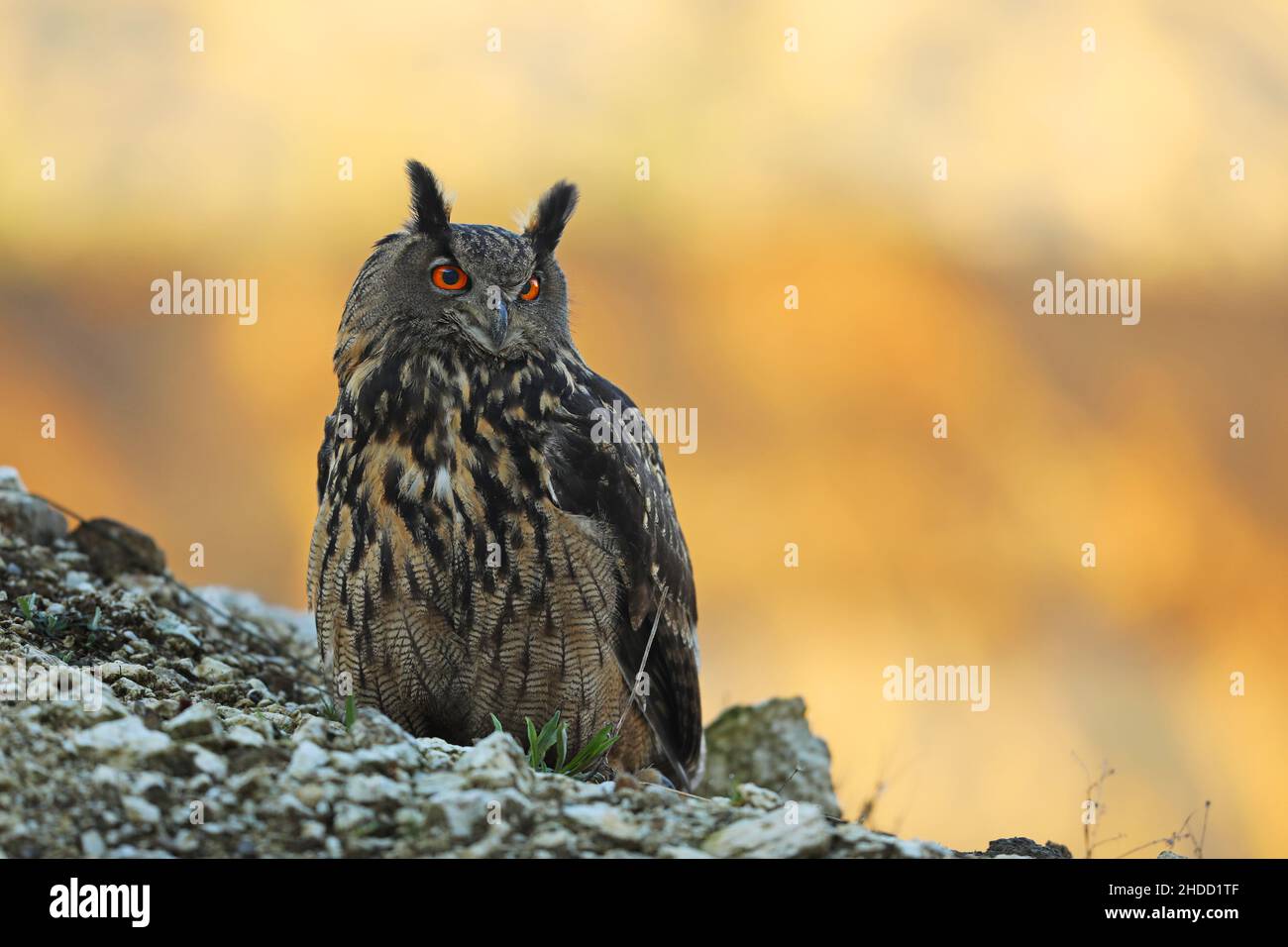 Un grand hibou marron se trouve sur la roche. Bubo Bubo, gros plan. La chouette-aigle eurasienne Banque D'Images