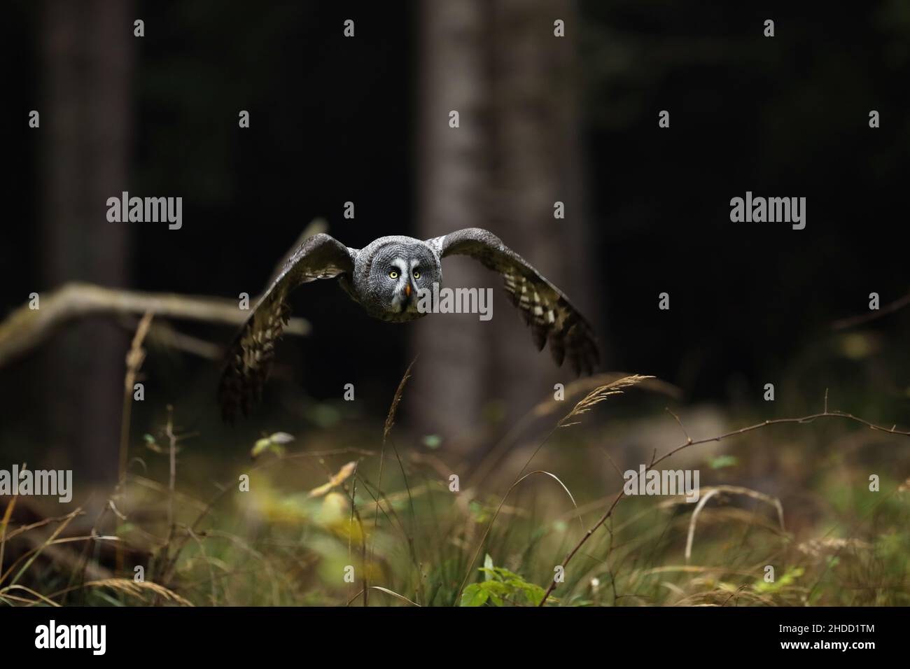 Scène d'action de la forêt avec hibou. Grand hibou gris volant, Strix nebulosa. Forêt sombre dans le bacille Banque D'Images