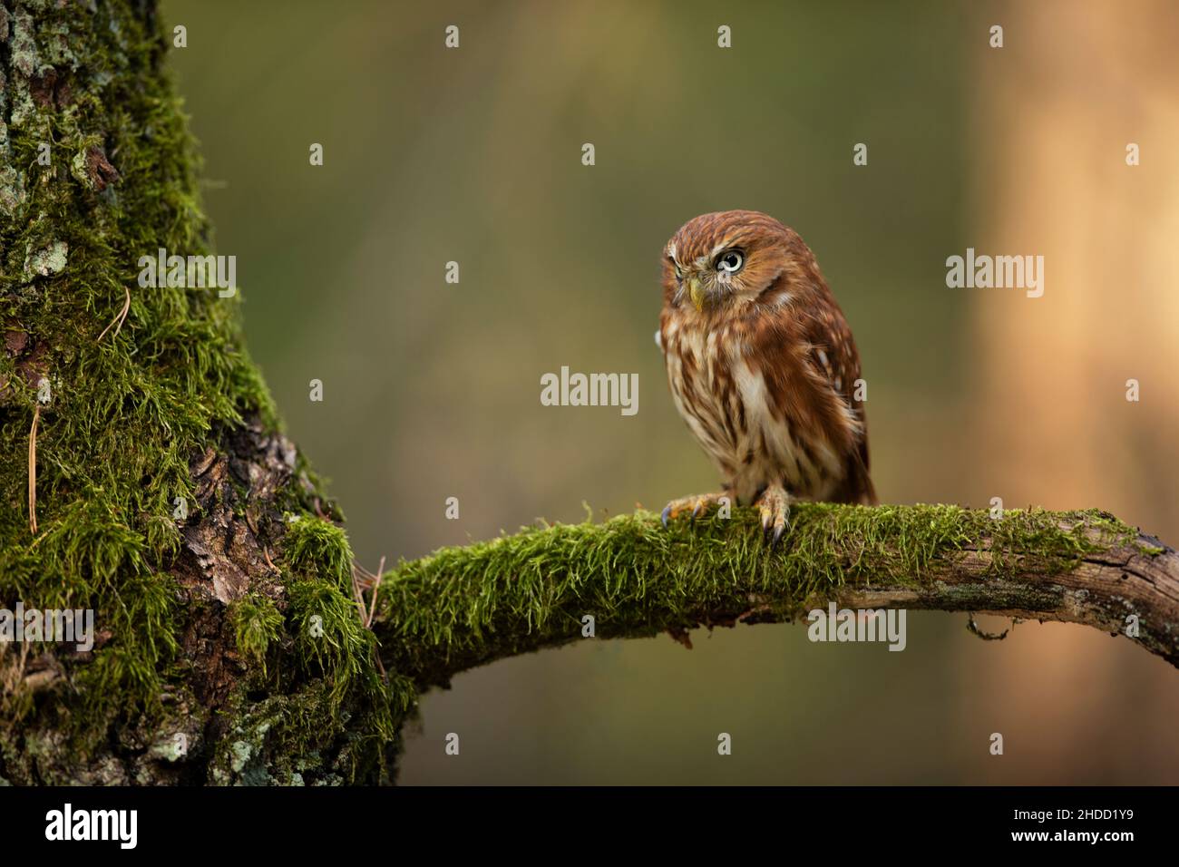 Hibou pygmée, assis sur une branche d'arbre avec un fond de forêt clair.Oiseau inny eurasien dans l'habitat.Magnifique oiseau sur branche mossy.scène de la faune de Banque D'Images