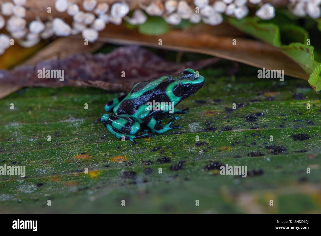 Grenouille de poison vert et noir; Dendrobates auratus; forêt humide tropicale; région des basses terres du nord; Maquenque Lodge;Costa Rica; forêt tropicale humide Banque D'Images