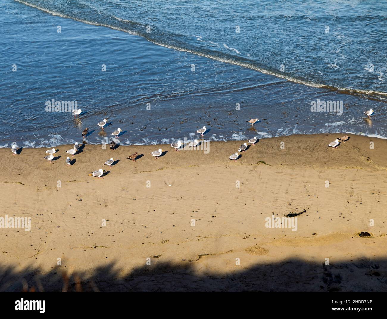 Goélands ; mouettes sur la plage ; Océan Pacifique ; côte de l'Oregon ; sud de Newport ; Oregon ;ÉTATS-UNIS Banque D'Images