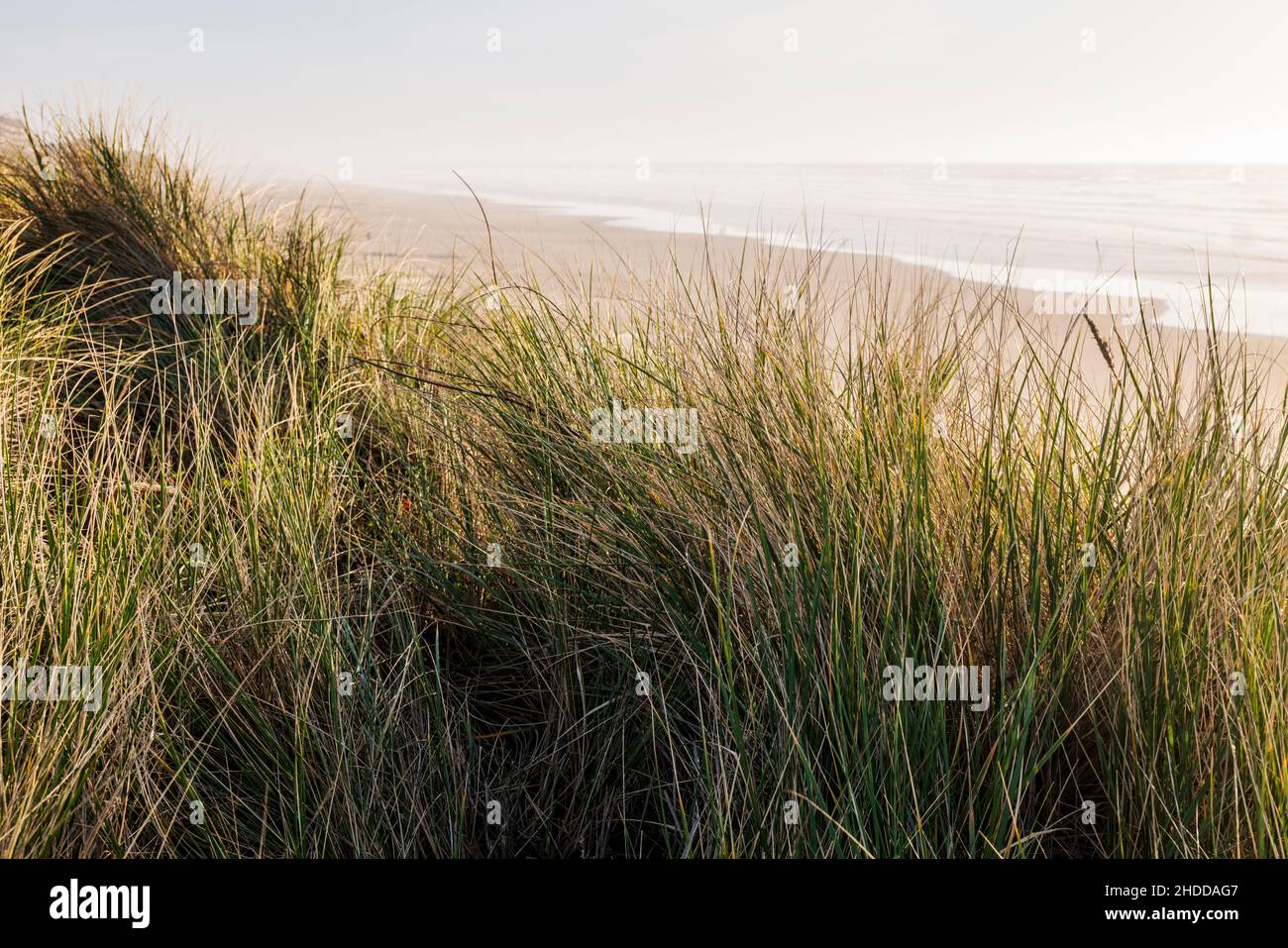 Coucher de soleil au sud des dunes de graminées ; vagues et plage ; Océan Pacifique ; Newport ; Oregon ;ÉTATS-UNIS Banque D'Images