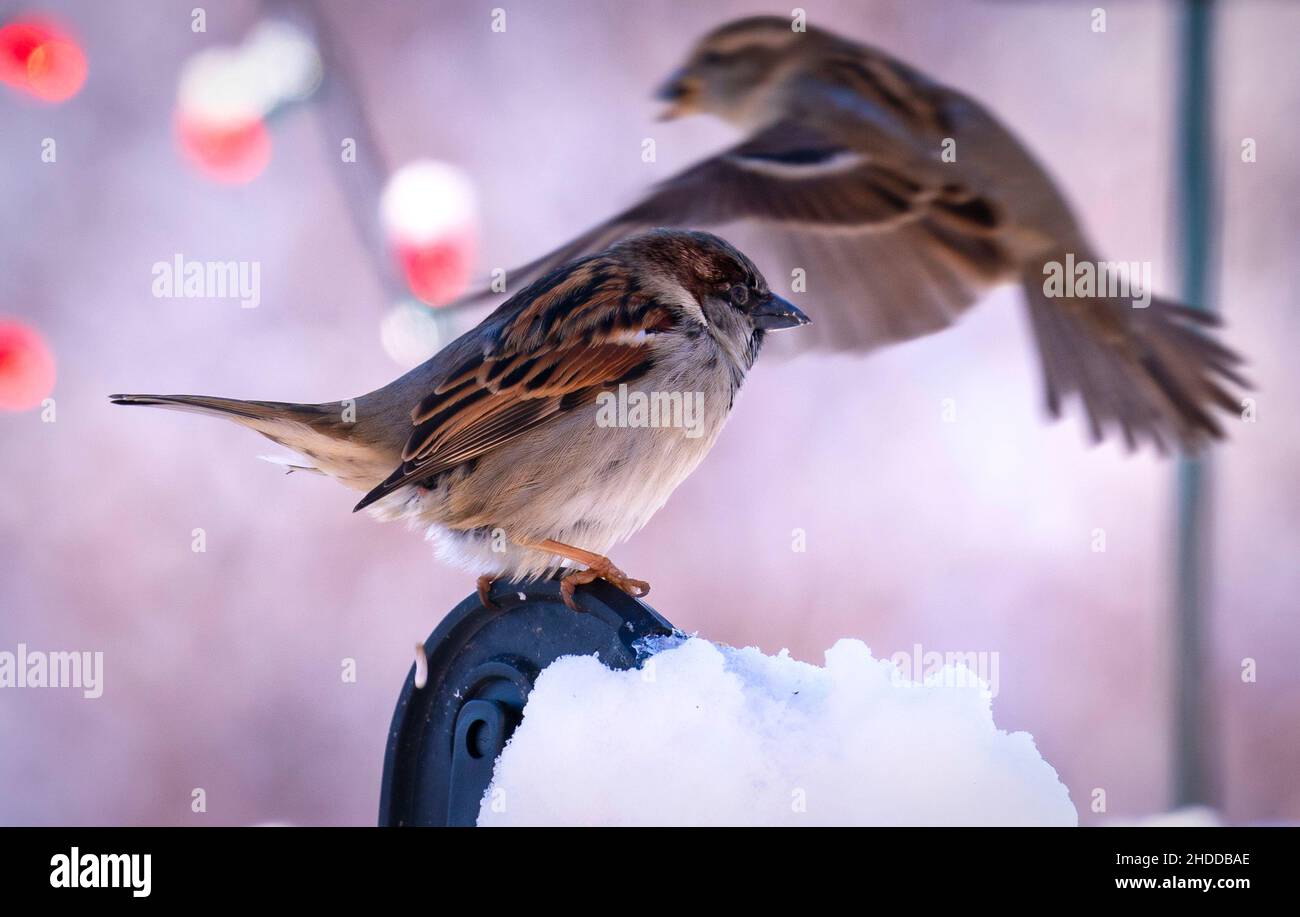 Perchée en hauteur devant une série de lumières de Noël extérieures Banque D'Images