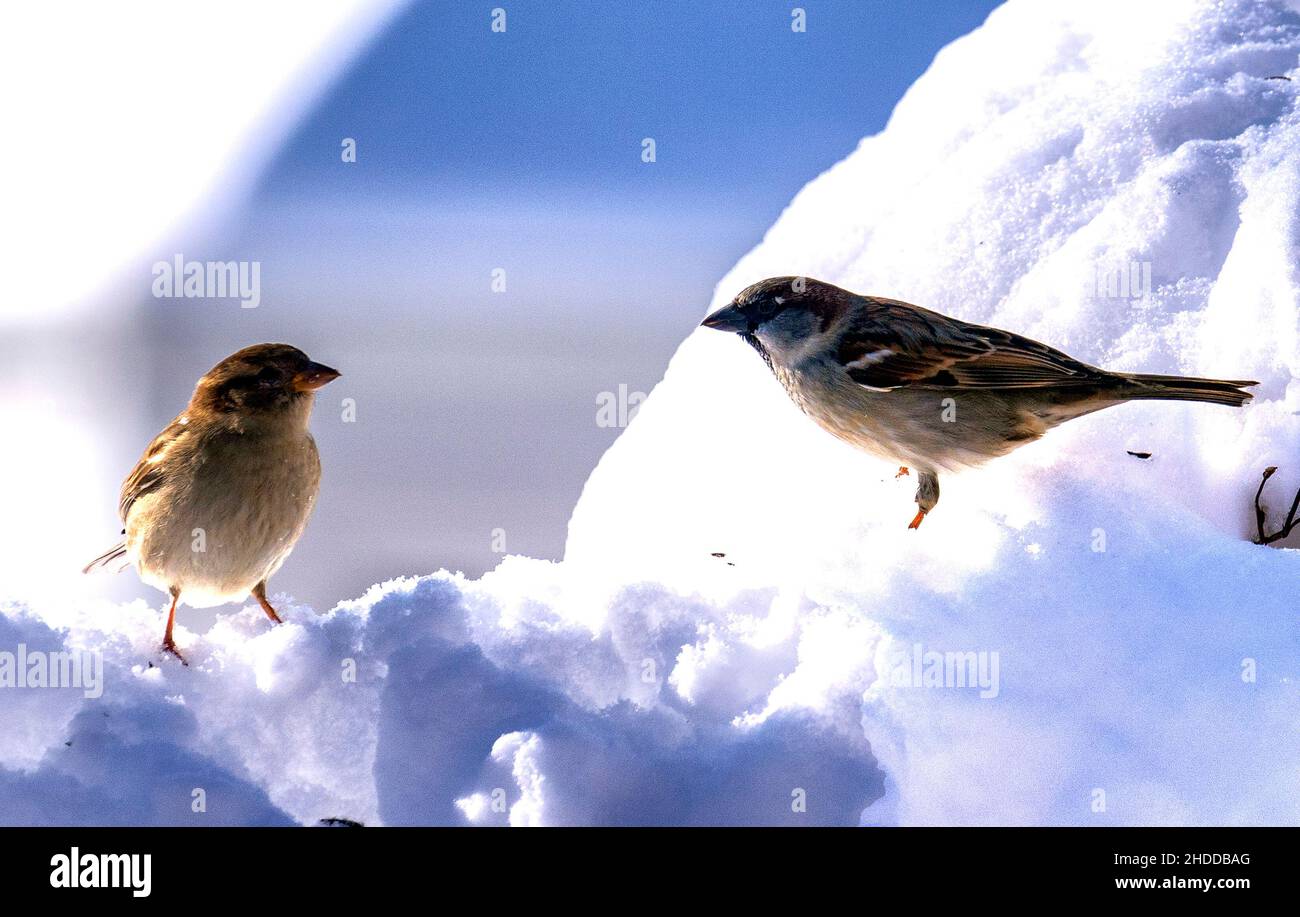 Pétillant dans un jardin couvert de neige Banque D'Images
