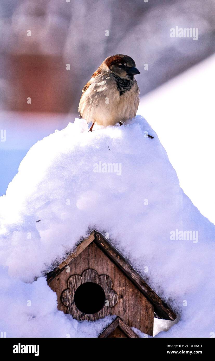 Pétillant dans un jardin couvert de neige Banque D'Images