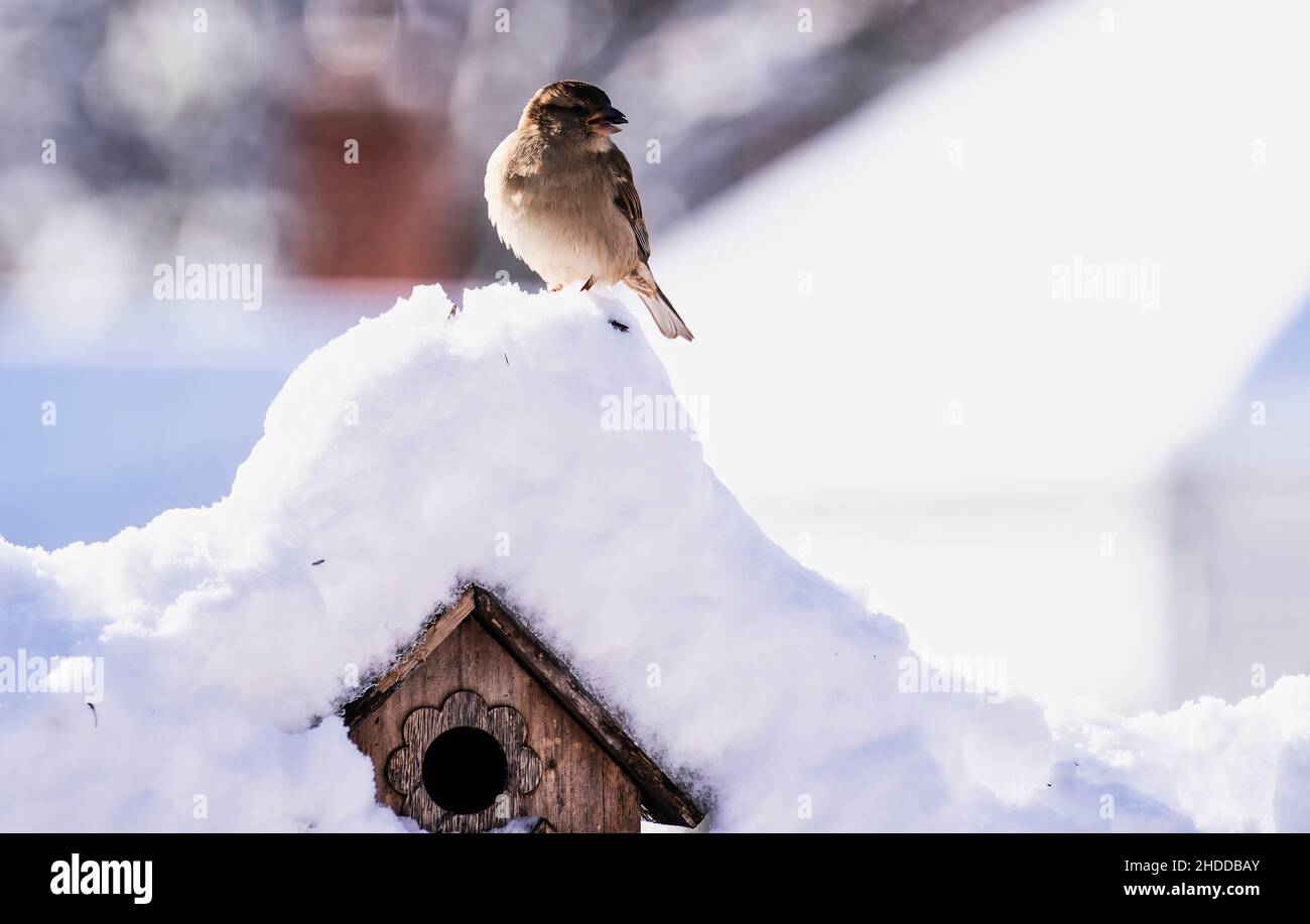 Pétillant dans un jardin couvert de neige Banque D'Images