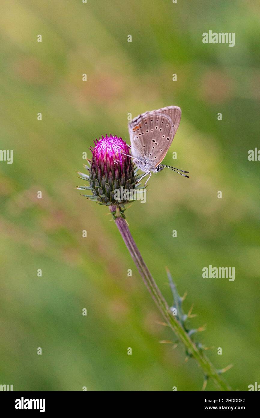 Papillon polyommatus sur une fleur de chardon dans la prairie montagneuse de Pfossental (Naturpark Texelgruppe) Schnals Südtirol; la biodiversité sauve l'écosystème Banque D'Images