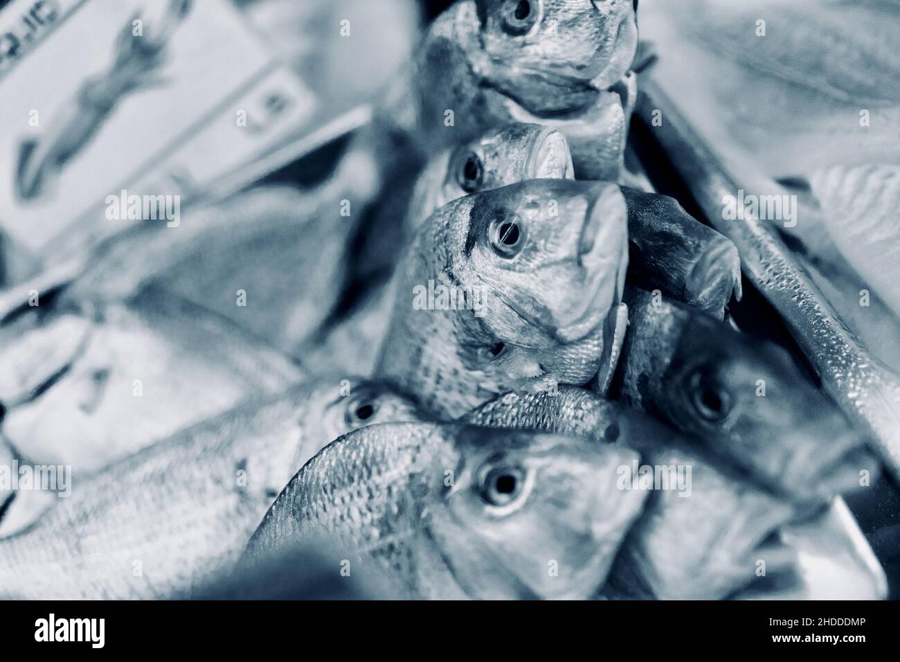 Poisson frais sur glace dans un magasin de poissons dans les Hamptons, NY, USA Banque D'Images