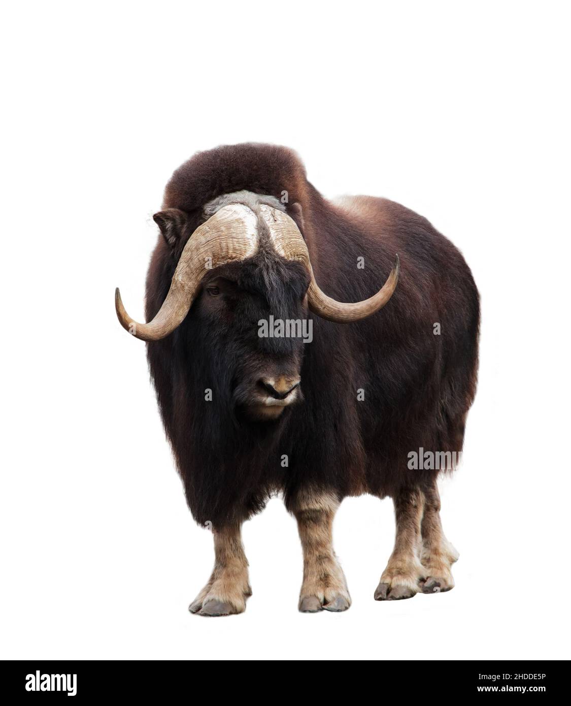 Gros plan de la tête musk-ox isolée sur fond blanc Banque D'Images