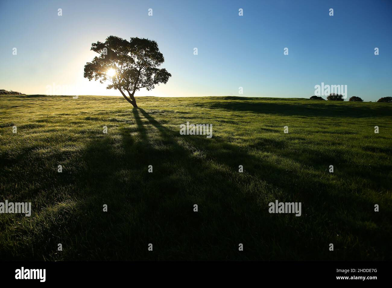 Le soleil d'été s'élève sur un seul arbre et les collines de Co. Down, en Irlande du Nord Banque D'Images