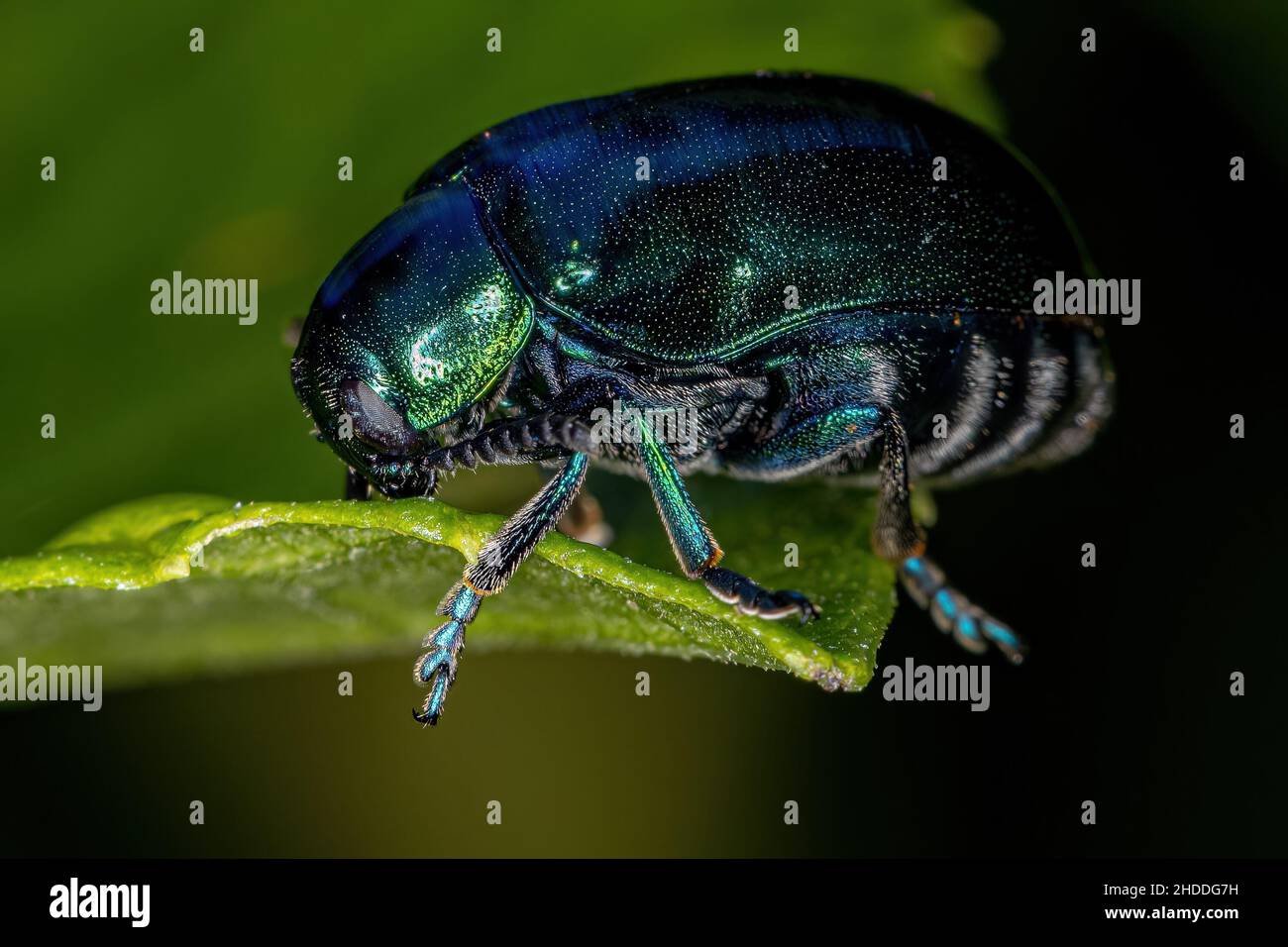 Beetle à feuilles case adulte de la sous-famille des Cryptocephalinae Banque D'Images